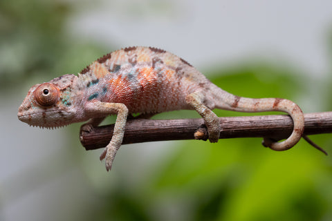 Ambilobe From "Fantara-makara" (AKA Star Gazer) x "Mandiso-ranoray" (AKA Miss Universe) - Hatched April 2026 - Male #1