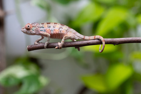 Ambilobe From "Fantara-makara" (AKA Star Gazer) x "Mandiso-ranoray" (AKA Miss Universe) - Hatched April 2026 - Male #1