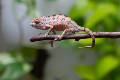 Ambilobe From "Fantara-makara" (AKA Star Gazer) x "Mandiso-ranoray" (AKA Miss Universe) - Hatched April 2026 - Male #1