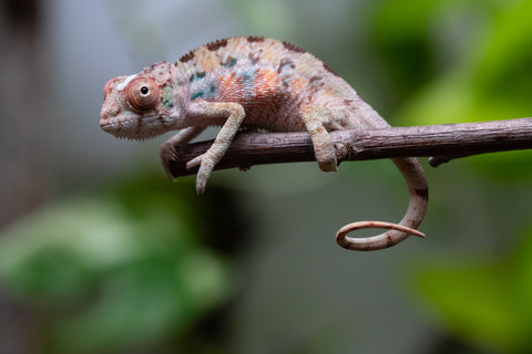 Ambilobe From "Fantara-makara" (AKA Star Gazer) x "Mandiso-ranoray" (AKA Miss Universe) - Hatched April 2026 - Male #1