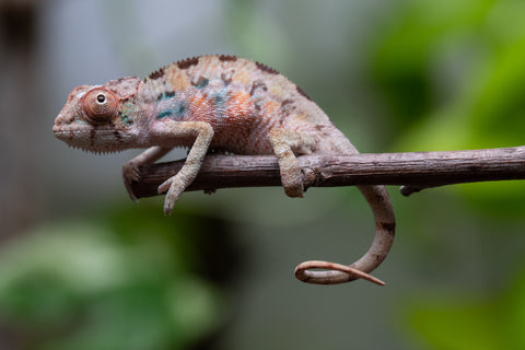 Ambilobe From "Fantara-makara" (AKA Star Gazer) x "Mandiso-ranoray" (AKA Miss Universe) - Hatched April 2026 - Male #1