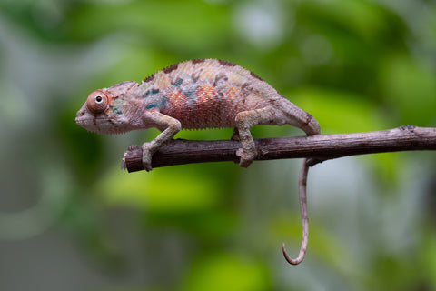 Ambilobe From "Fantara-makara" (AKA Star Gazer) x "Mandiso-ranoray" (AKA Miss Universe) - Hatched April 2026 - Male #1