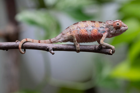 Ambilobe From "Fantara-makara" (AKA Star Gazer) x "Mandiso-ranoray" (AKA Miss Universe) - Hatched April 2026 - Male #1