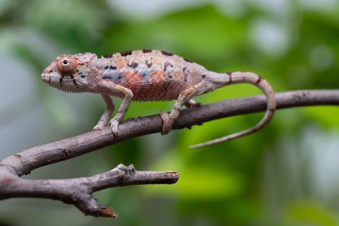 Ambilobe From "Fantara-makara" (AKA Star Gazer) x "Mandiso-ranoray" (AKA Miss Universe) - Hatched April 2026 - Male #1