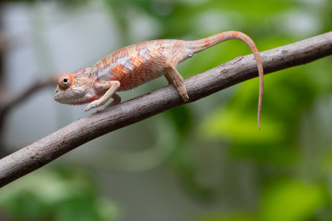 Ambilobe From "Fantara-makara" (AKA Star Gazer) x "Mandiso-ranoray" (AKA Miss Universe) - Hatched April 2026 - Male #2