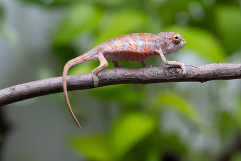 Ambilobe From "Fantara-makara" (AKA Star Gazer) x "Mandiso-ranoray" (AKA Miss Universe) - Hatched April 2026 - Male #2