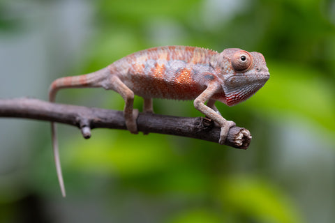 Ambilobe From "Fantara-makara" (AKA Star Gazer) x "Mandiso-ranoray" (AKA Miss Universe) - Hatched April 2026 - Male #2