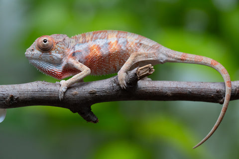 Ambilobe From "Fantara-makara" (AKA Star Gazer) x "Mandiso-ranoray" (AKA Miss Universe) - Hatched April 2026 - Male #2