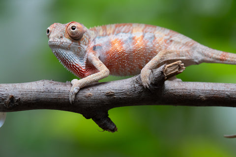 Ambilobe From "Fantara-makara" (AKA Star Gazer) x "Mandiso-ranoray" (AKA Miss Universe) - Hatched April 2026 - Male #2