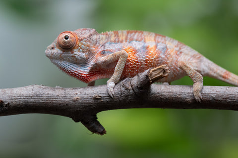Ambilobe From "Fantara-makara" (AKA Star Gazer) x "Mandiso-ranoray" (AKA Miss Universe) - Hatched April 2026 - Male #2