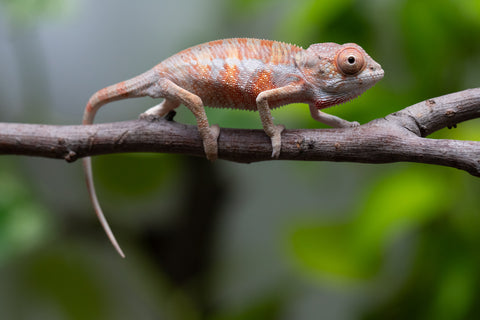 Ambilobe From "Fantara-makara" (AKA Star Gazer) x "Mandiso-ranoray" (AKA Miss Universe) - Hatched April 2026 - Male #2