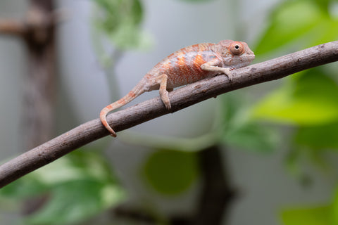Ambilobe From "Fantara-makara" (AKA Star Gazer) x "Mandiso-ranoray" (AKA Miss Universe) - Hatched April 2026 - Male #2