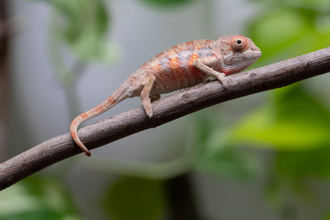 Ambilobe From "Fantara-makara" (AKA Star Gazer) x "Mandiso-ranoray" (AKA Miss Universe) - Hatched April 2026 - Male #2