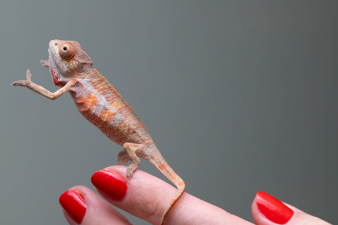 Ambilobe From "Fantara-makara" (AKA Star Gazer) x "Mandiso-ranoray" (AKA Miss Universe) - Hatched April 2026 - Male #2