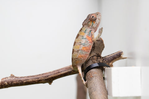 Ambilobe From "Fantara-makara" (AKA Star Gazer) x "Mandiso-ranoray" (AKA Miss Universe) - Hatched April 2026 - Male #3