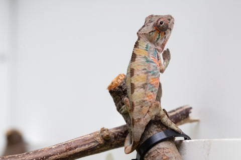 Ambilobe From "Fantara-makara" (AKA Star Gazer) x "Mandiso-ranoray" (AKA Miss Universe) - Hatched April 2026 - Male #3