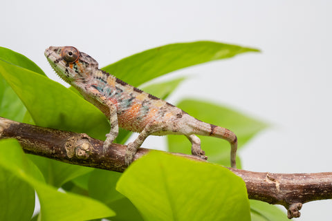 Ambilobe From "Fantara-makara" (AKA Star Gazer) x "Mandiso-ranoray" (AKA Miss Universe) - Hatched April 2026 - Male #3