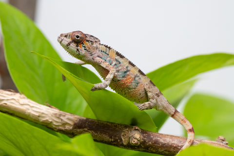 Ambilobe From "Fantara-makara" (AKA Star Gazer) x "Mandiso-ranoray" (AKA Miss Universe) - Hatched April 2026 - Male #3
