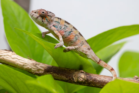 Ambilobe From "Fantara-makara" (AKA Star Gazer) x "Mandiso-ranoray" (AKA Miss Universe) - Hatched April 2026 - Male #3