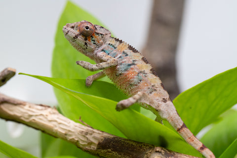 Ambilobe From "Fantara-makara" (AKA Star Gazer) x "Mandiso-ranoray" (AKA Miss Universe) - Hatched April 2026 - Male #3