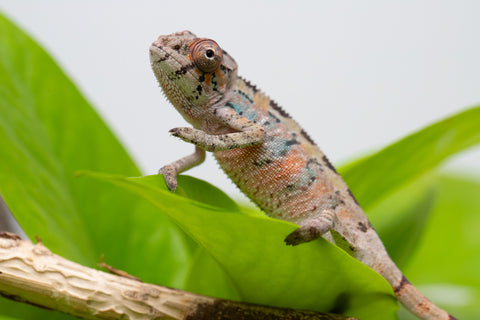 Ambilobe From "Fantara-makara" (AKA Star Gazer) x "Mandiso-ranoray" (AKA Miss Universe) - Hatched April 2026 - Male #3