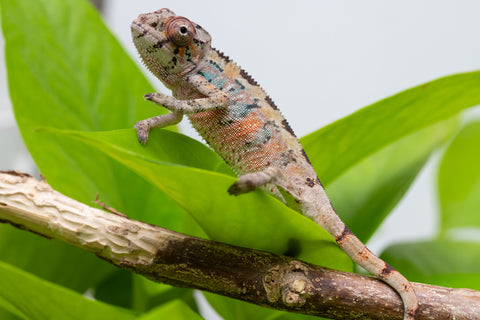 Ambilobe From "Fantara-makara" (AKA Star Gazer) x "Mandiso-ranoray" (AKA Miss Universe) - Hatched April 2026 - Male #3