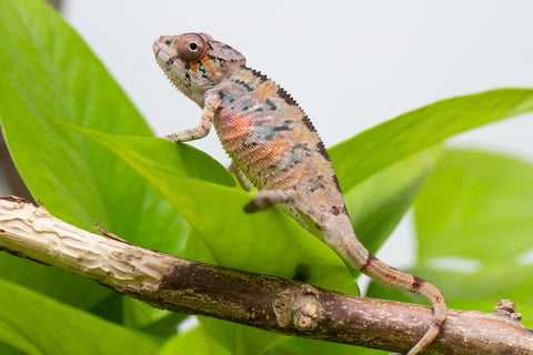 Ambilobe From "Fantara-makara" (AKA Star Gazer) x "Mandiso-ranoray" (AKA Miss Universe) - Hatched April 2026 - Male #3