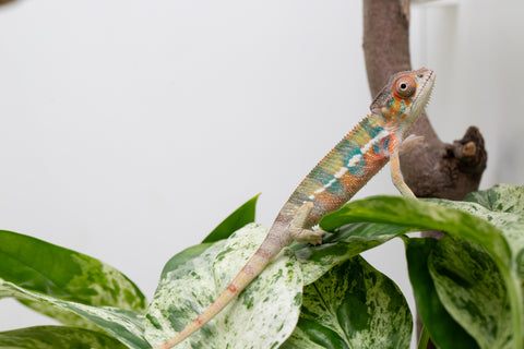 Ambilobe From "Fantara-makara" (AKA Star Gazer) x "Mandiso-ranoray" (AKA Miss Universe) - Hatched April 2026 - Male #4