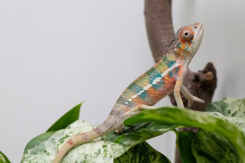 Ambilobe From "Fantara-makara" (AKA Star Gazer) x "Mandiso-ranoray" (AKA Miss Universe) - Hatched April 2026 - Male #4