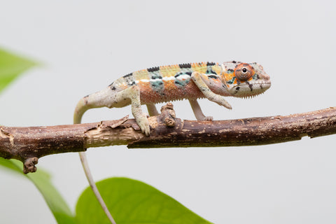 Ambilobe From "Fantara-makara" (AKA Star Gazer) x "Mandiso-ranoray" (AKA Miss Universe) - Hatched April 2026 - Male #4