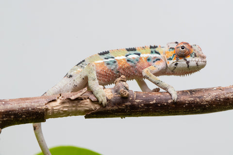 Ambilobe From "Fantara-makara" (AKA Star Gazer) x "Mandiso-ranoray" (AKA Miss Universe) - Hatched April 2026 - Male #4