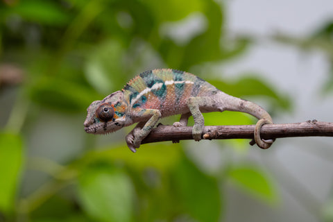 Ambilobe From "Fantara-makara" (AKA Star Gazer) x "Mandiso-ranoray" (AKA Miss Universe) - Hatched April 2026 - Male #4