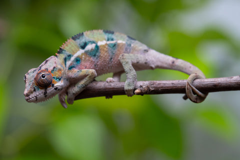 Ambilobe From "Fantara-makara" (AKA Star Gazer) x "Mandiso-ranoray" (AKA Miss Universe) - Hatched April 2026 - Male #4