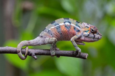 Ambilobe From "Fantara-makara" (AKA Star Gazer) x "Mandiso-ranoray" (AKA Miss Universe) - Hatched April 2026 - Male #4