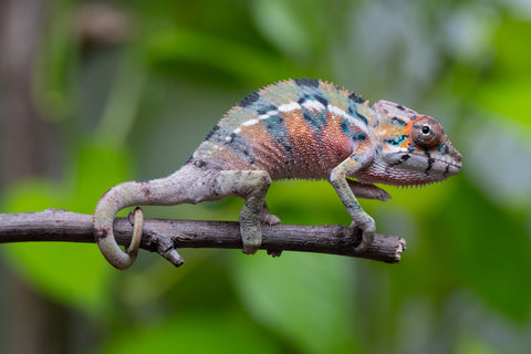 Ambilobe From "Fantara-makara" (AKA Star Gazer) x "Mandiso-ranoray" (AKA Miss Universe) - Hatched April 2026 - Male #4