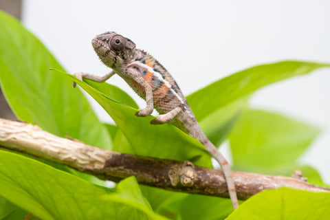 Ambilobe From "Fantara-makara" (AKA Star Gazer) x "Mandiso-ranoray" (AKA Miss Universe) - Hatched April 2026 - Male #5
