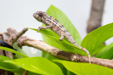 Ambilobe From "Fantara-makara" (AKA Star Gazer) x "Mandiso-ranoray" (AKA Miss Universe) - Hatched April 2026 - Male #5