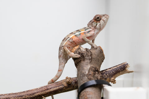 Ambilobe From "Fantara-makara" (AKA Star Gazer) x "Mandiso-ranoray" (AKA Miss Universe) - Hatched April 2026 - Male #5