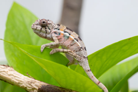 Ambilobe From "Fantara-makara" (AKA Star Gazer) x "Mandiso-ranoray" (AKA Miss Universe) - Hatched April 2026 - Male #5