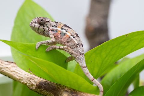 Ambilobe From "Fantara-makara" (AKA Star Gazer) x "Mandiso-ranoray" (AKA Miss Universe) - Hatched April 2026 - Male #5