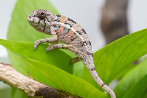 Ambilobe From "Fantara-makara" (AKA Star Gazer) x "Mandiso-ranoray" (AKA Miss Universe) - Hatched April 2026 - Male #5