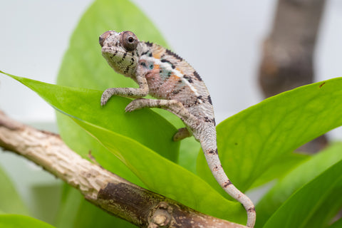Ambilobe From "Fantara-makara" (AKA Star Gazer) x "Mandiso-ranoray" (AKA Miss Universe) - Hatched April 2026 - Male #5
