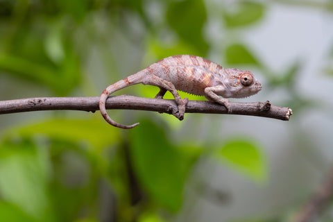 Ambilobe From "Fantara-makara" (AKA Star Gazer) x "Mandiso-ranoray" (AKA Miss Universe) - Hatched April 2026 - Male #6