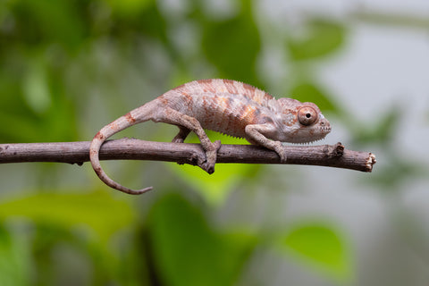 Ambilobe From "Fantara-makara" (AKA Star Gazer) x "Mandiso-ranoray" (AKA Miss Universe) - Hatched April 2026 - Male #6