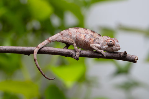 Ambilobe From "Fantara-makara" (AKA Star Gazer) x "Mandiso-ranoray" (AKA Miss Universe) - Hatched April 2026 - Male #6