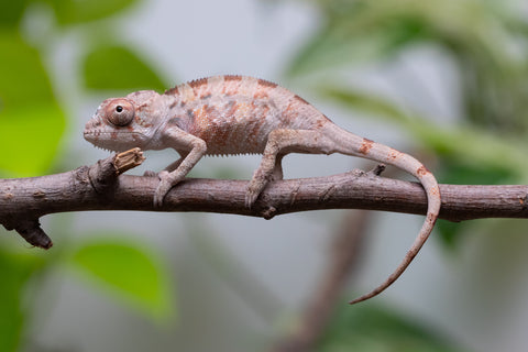 Ambilobe From "Fantara-makara" (AKA Star Gazer) x "Mandiso-ranoray" (AKA Miss Universe) - Hatched April 2026 - Male #6