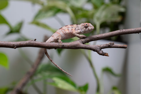 Ambilobe From "Fantara-makara" (AKA Star Gazer) x "Mandiso-ranoray" (AKA Miss Universe) - Hatched April 2026 - Male #6
