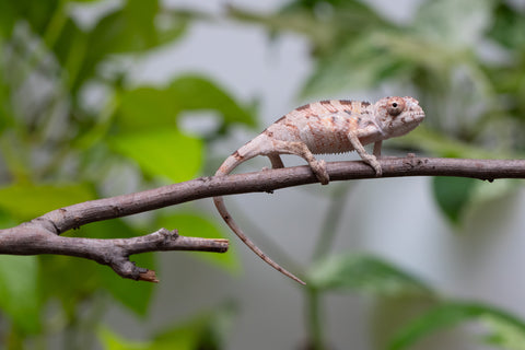 Ambilobe From "Fantara-makara" (AKA Star Gazer) x "Mandiso-ranoray" (AKA Miss Universe) - Hatched April 2026 - Male #6