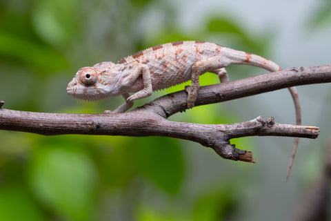 Ambilobe From "Fantara-makara" (AKA Star Gazer) x "Mandiso-ranoray" (AKA Miss Universe) - Hatched April 2026 - Male #6