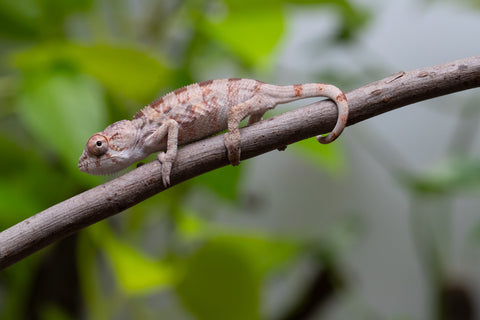 Ambilobe From "Fantara-makara" (AKA Star Gazer) x "Mandiso-ranoray" (AKA Miss Universe) - Hatched April 2026 - Male #6